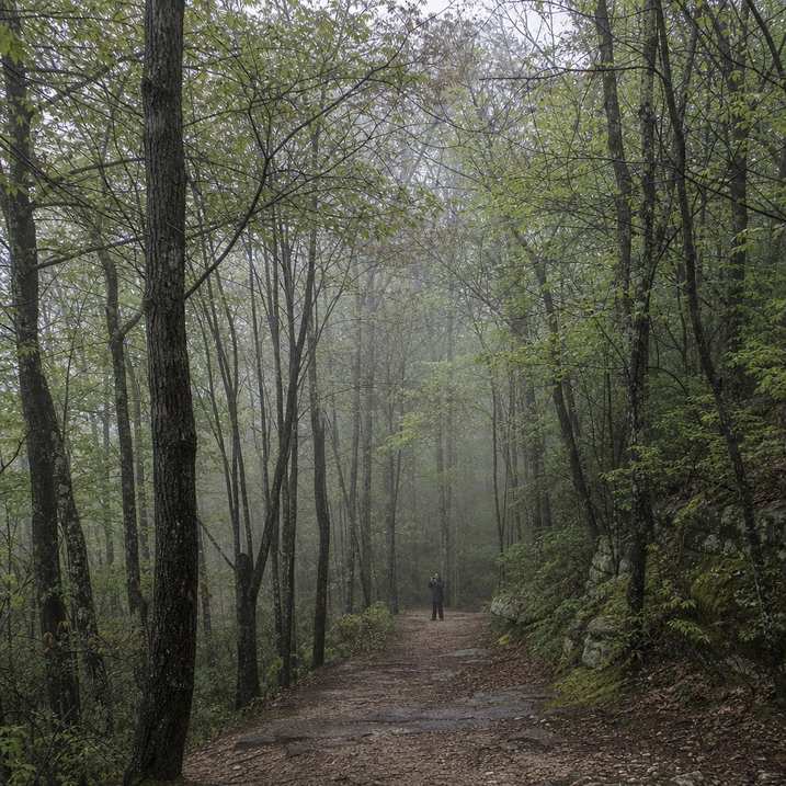 A quiet woodland path receding into soft mist with a small distant figure