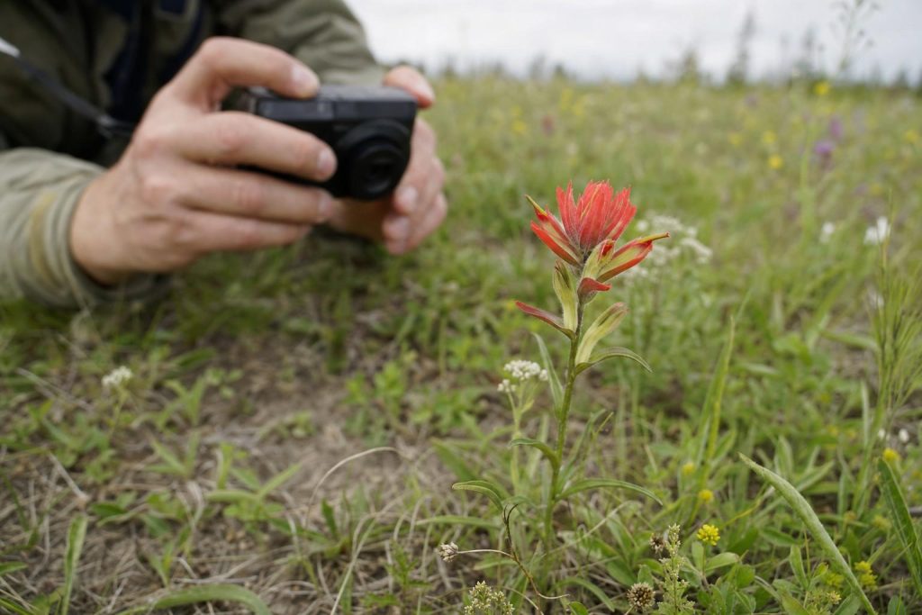 A single wildflower sharp in the foreground with a blurred camera behind, shot low