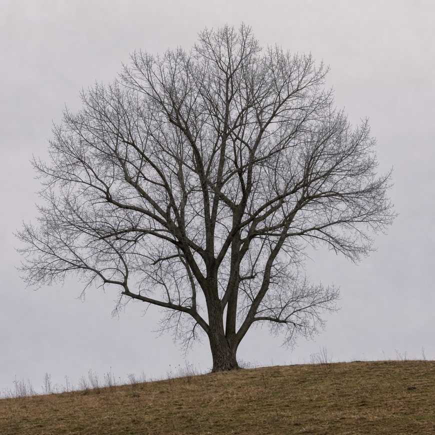 A single tree on a low hill against a plain soft sky, uncluttered framing