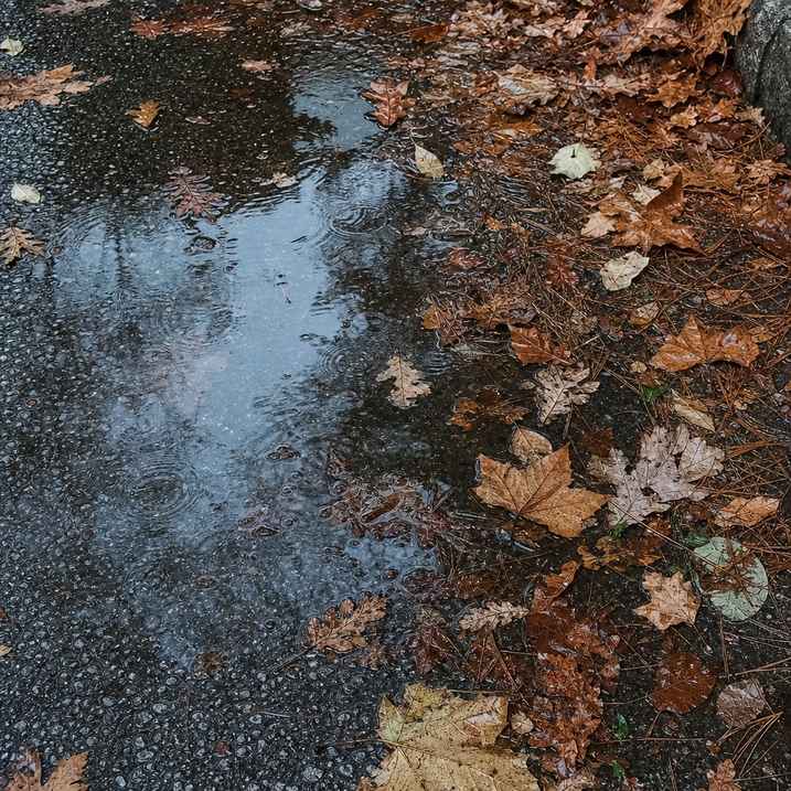 Wet autumn leaves and a puddle reflecting a grey sky after light rain